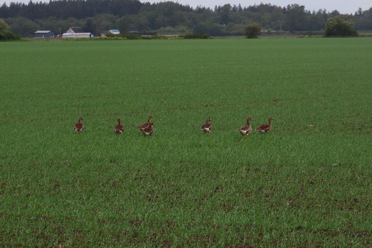 Greater White-fronted Goose - ML449678481