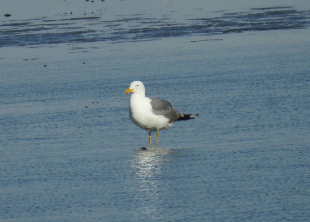 California Gull - ML449680051