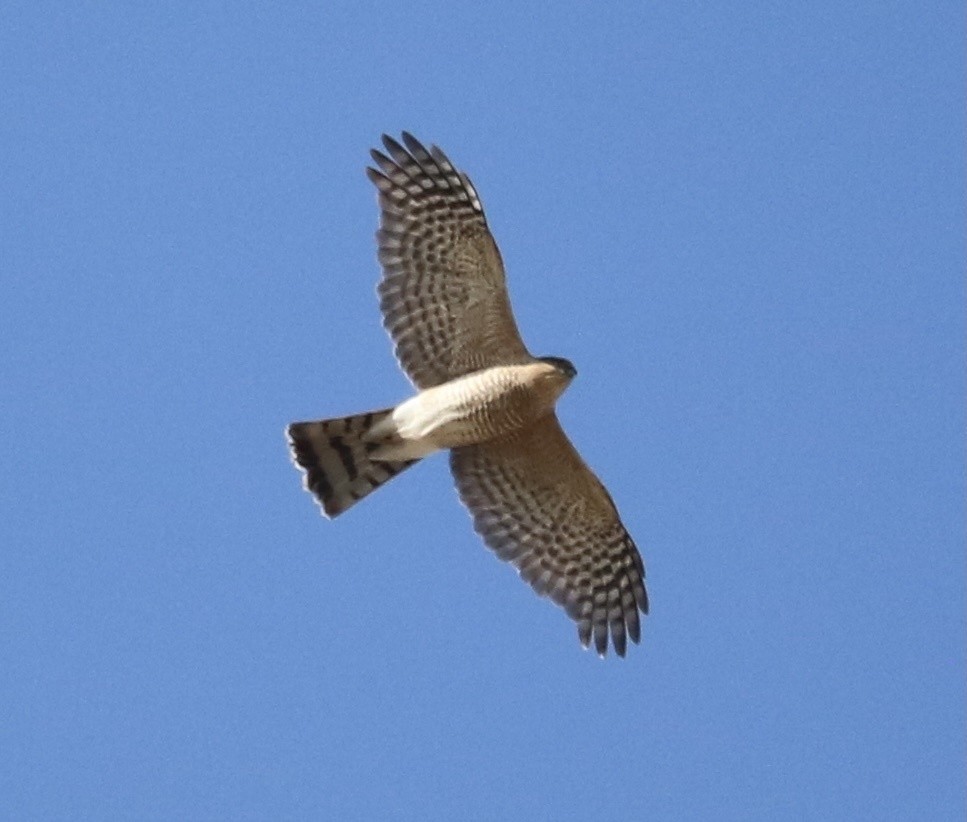 Sharp-shinned Hawk - ML449680411