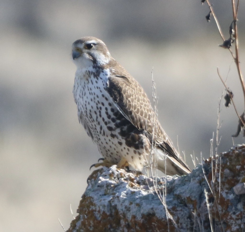 Prairie Falcon - Michael Gallo