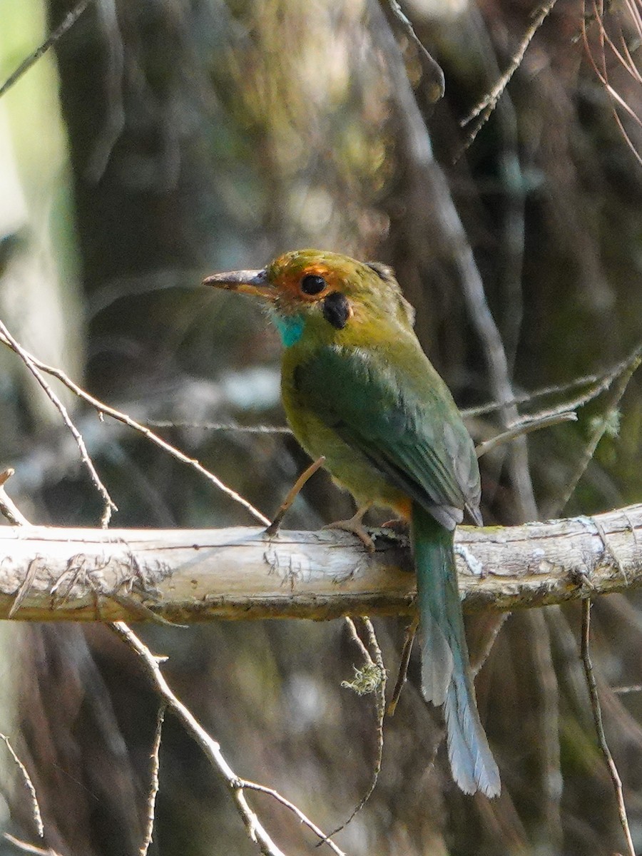 Blue-throated Motmot - Alvaro Moisés Calderón