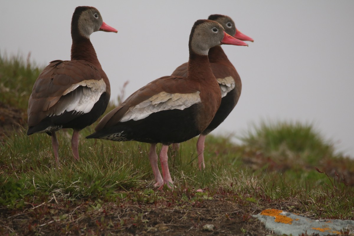 Black-bellied Whistling-Duck - ML449681841