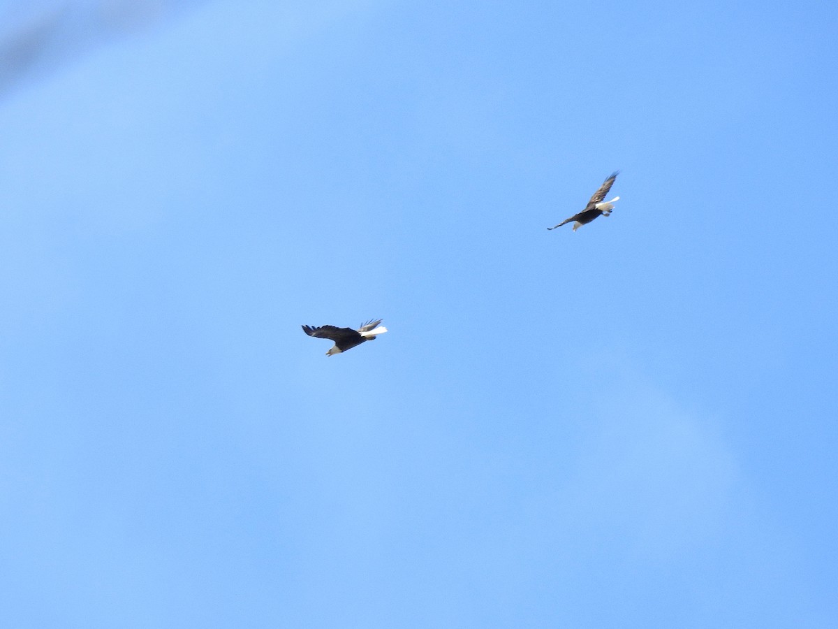 Bald Eagle - ML449682081