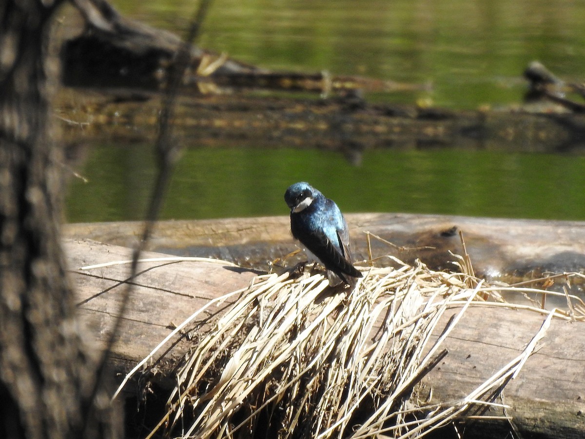 Tree Swallow - ML449682871