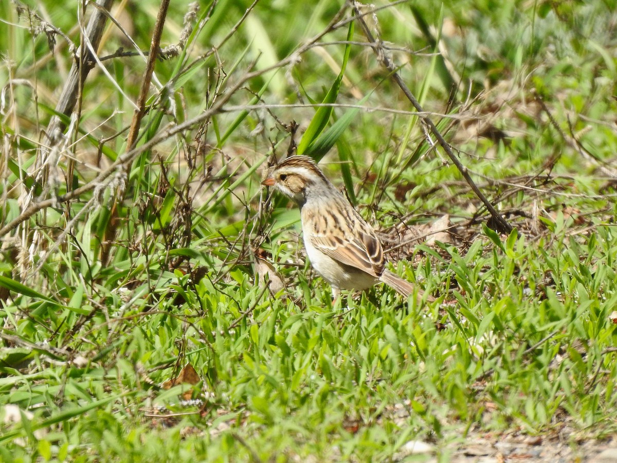 Clay-colored Sparrow - ML449683111