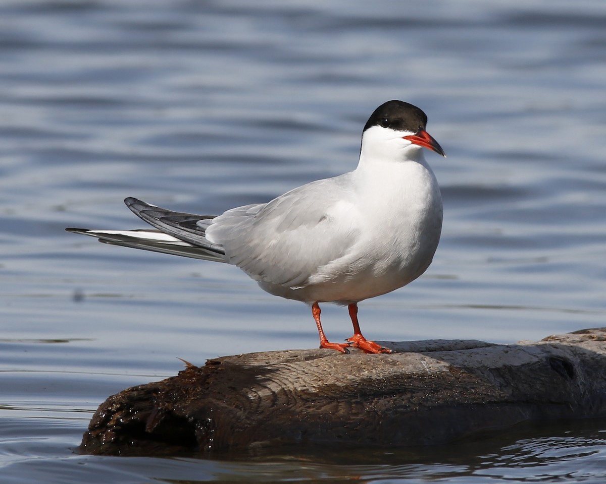 Common Tern - ML449683171