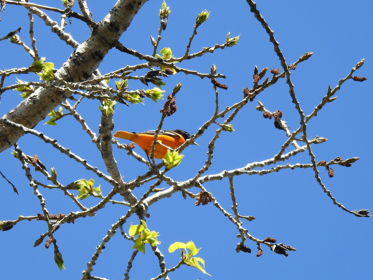 Baltimore Oriole - ML449683351