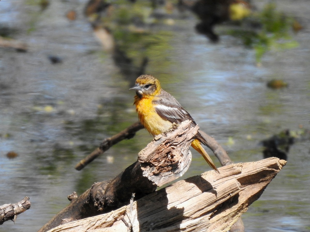 Baltimore Oriole - ML449683661