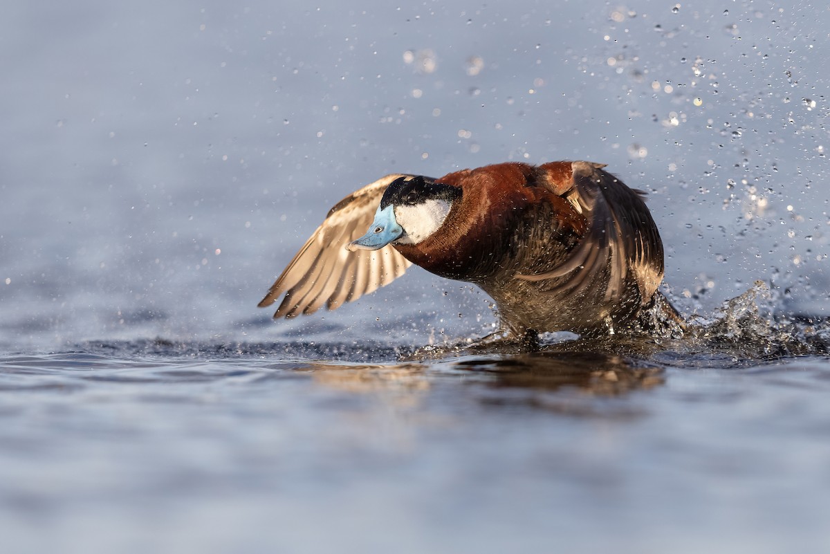 Ruddy Duck - ML449683751