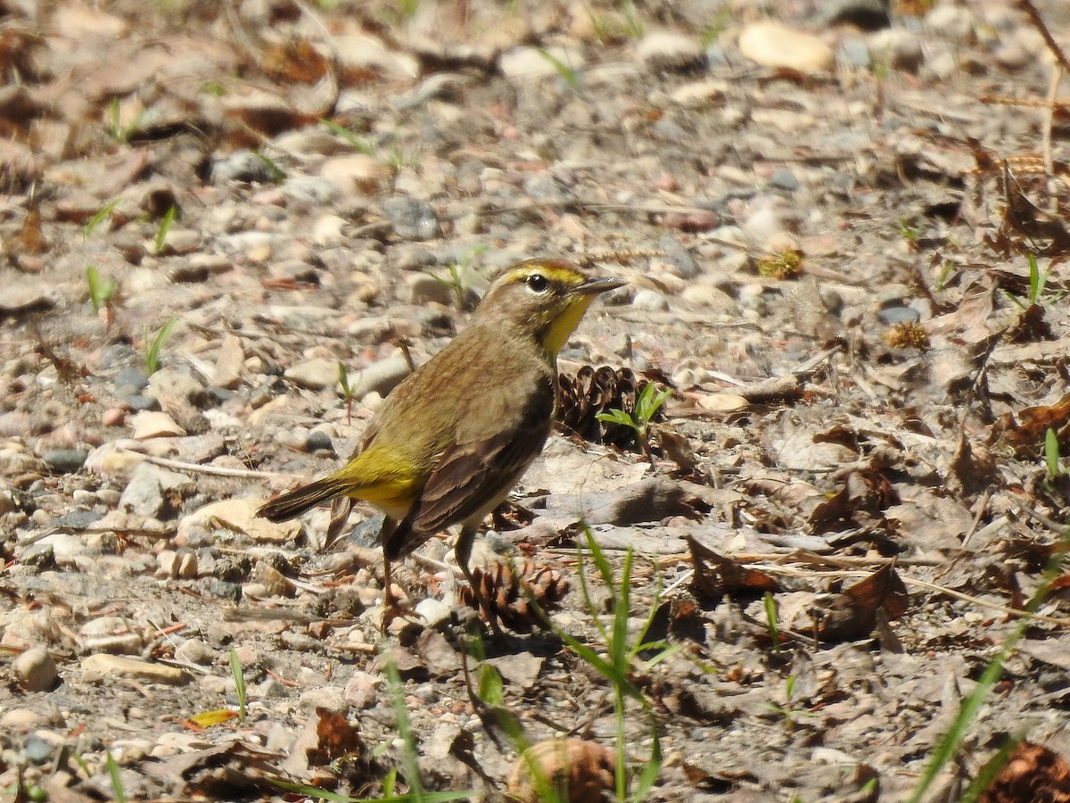 Palm Warbler - ML449684401