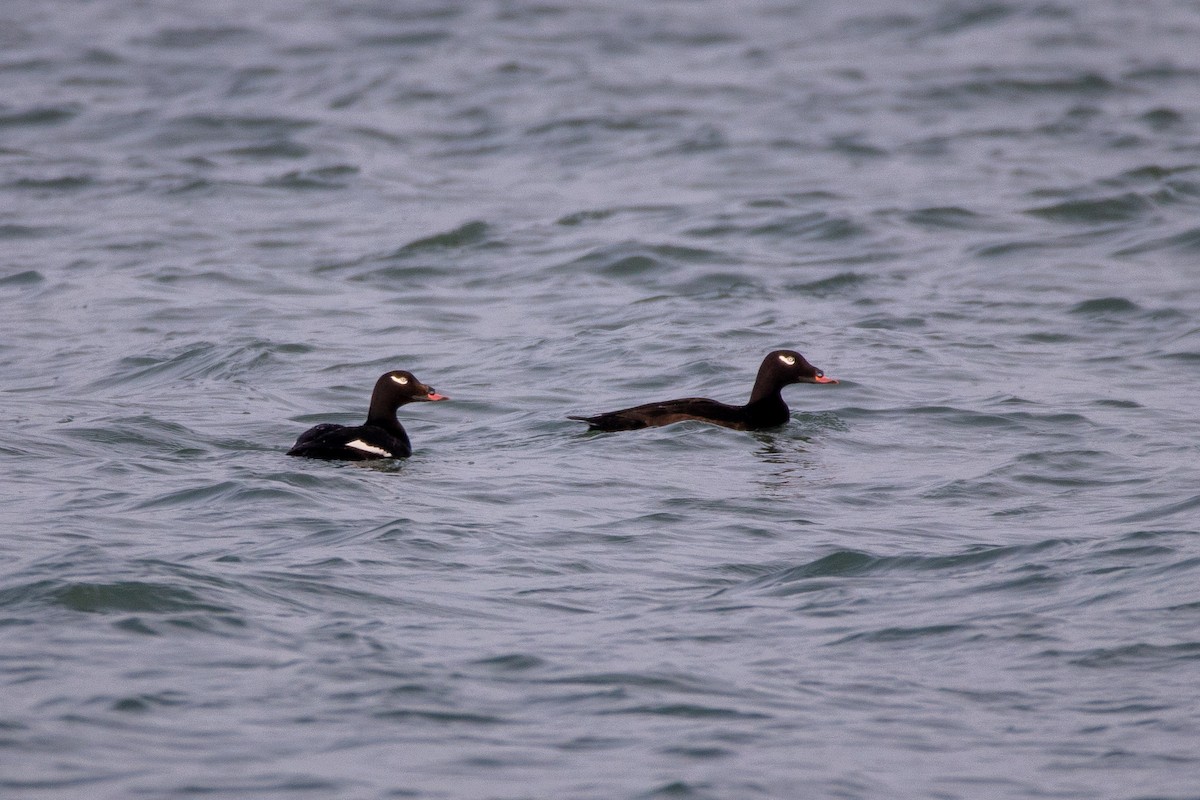 White-winged Scoter - Rain Saulnier