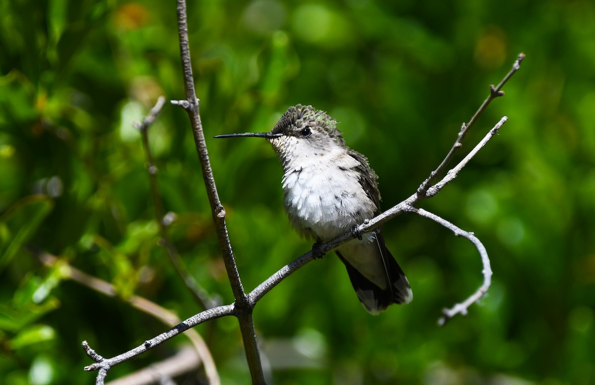 Costa's Hummingbird - ML449690701