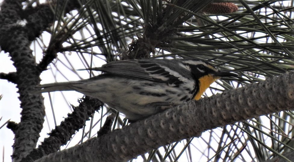 Yellow-throated Warbler - ML449691131