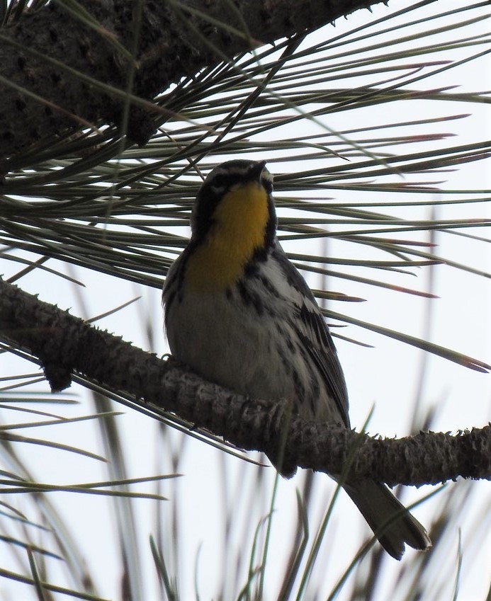 Yellow-throated Warbler - ML449691141