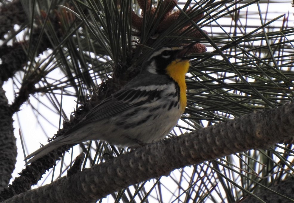 Yellow-throated Warbler - ML449691151
