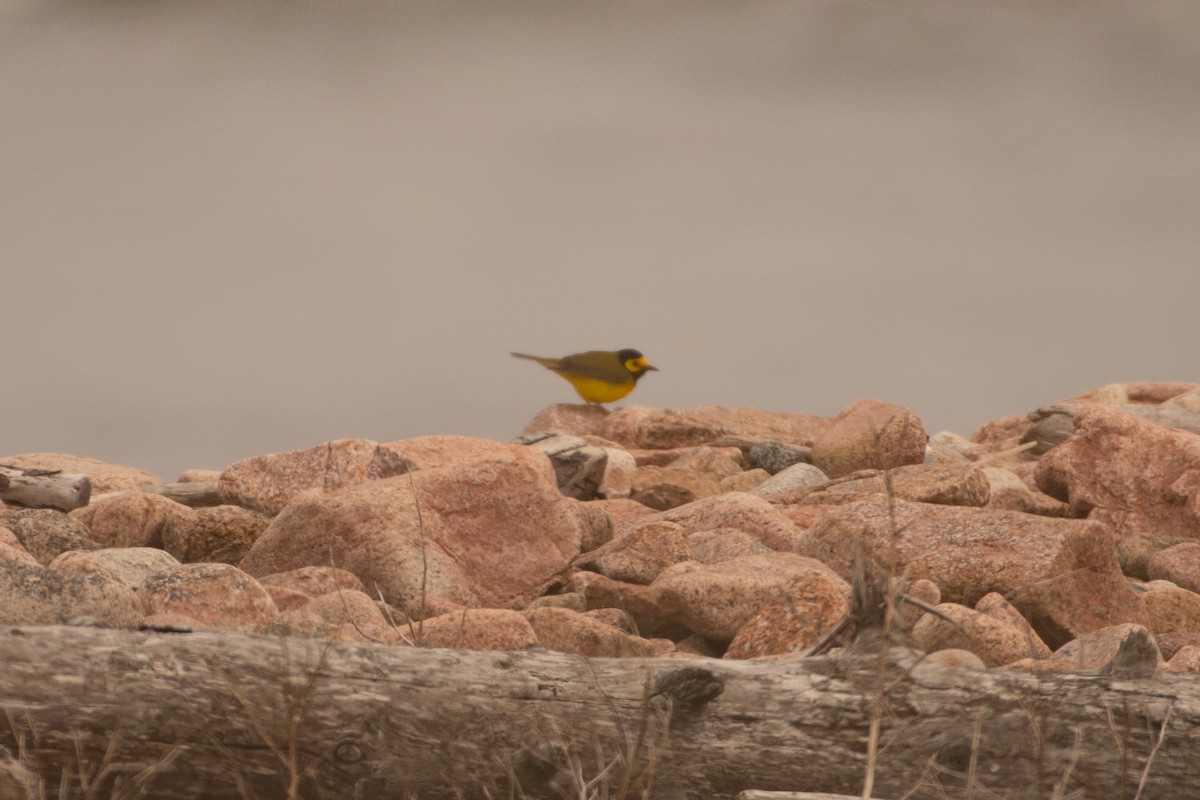 Hooded Warbler - ML449691691