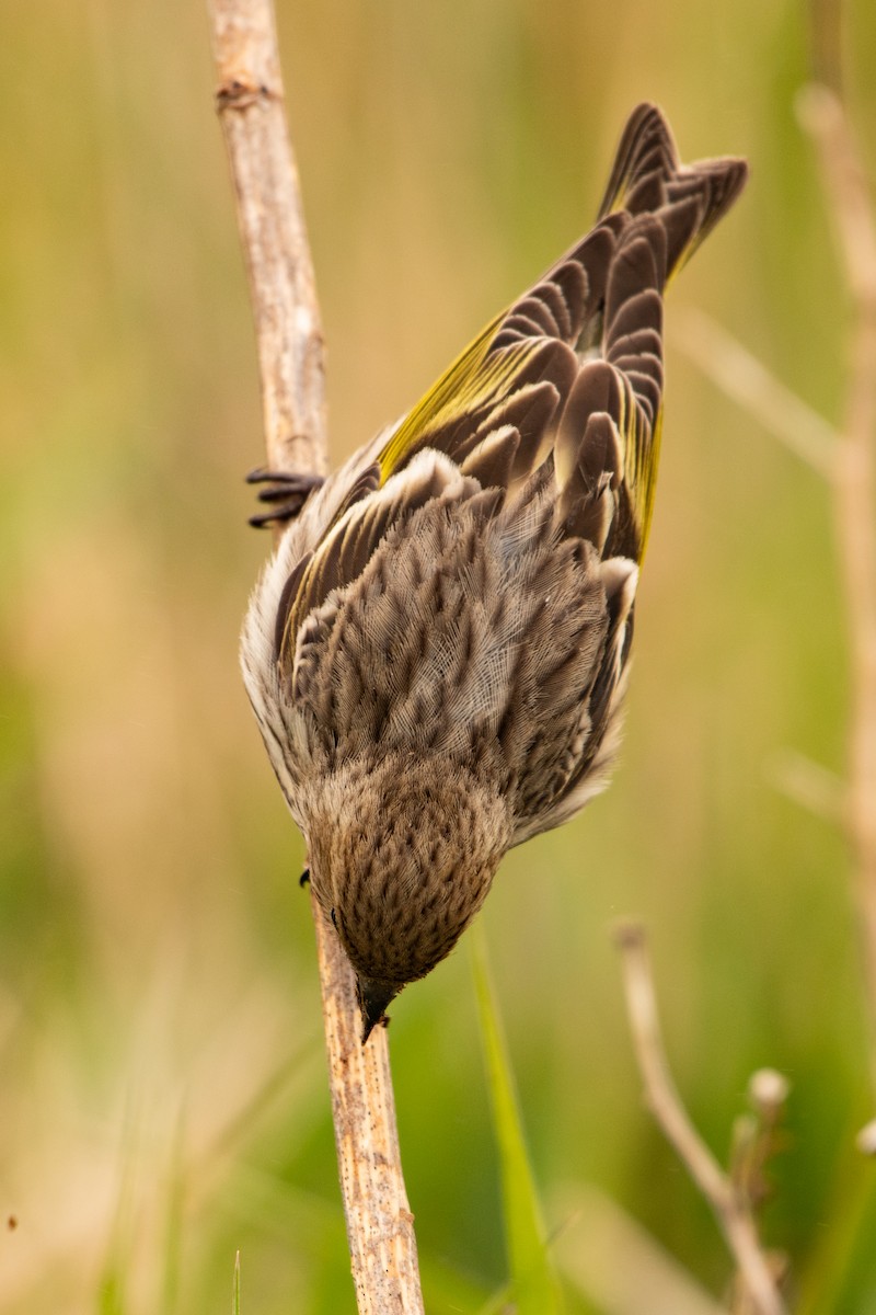 Pine Siskin - ML449691731