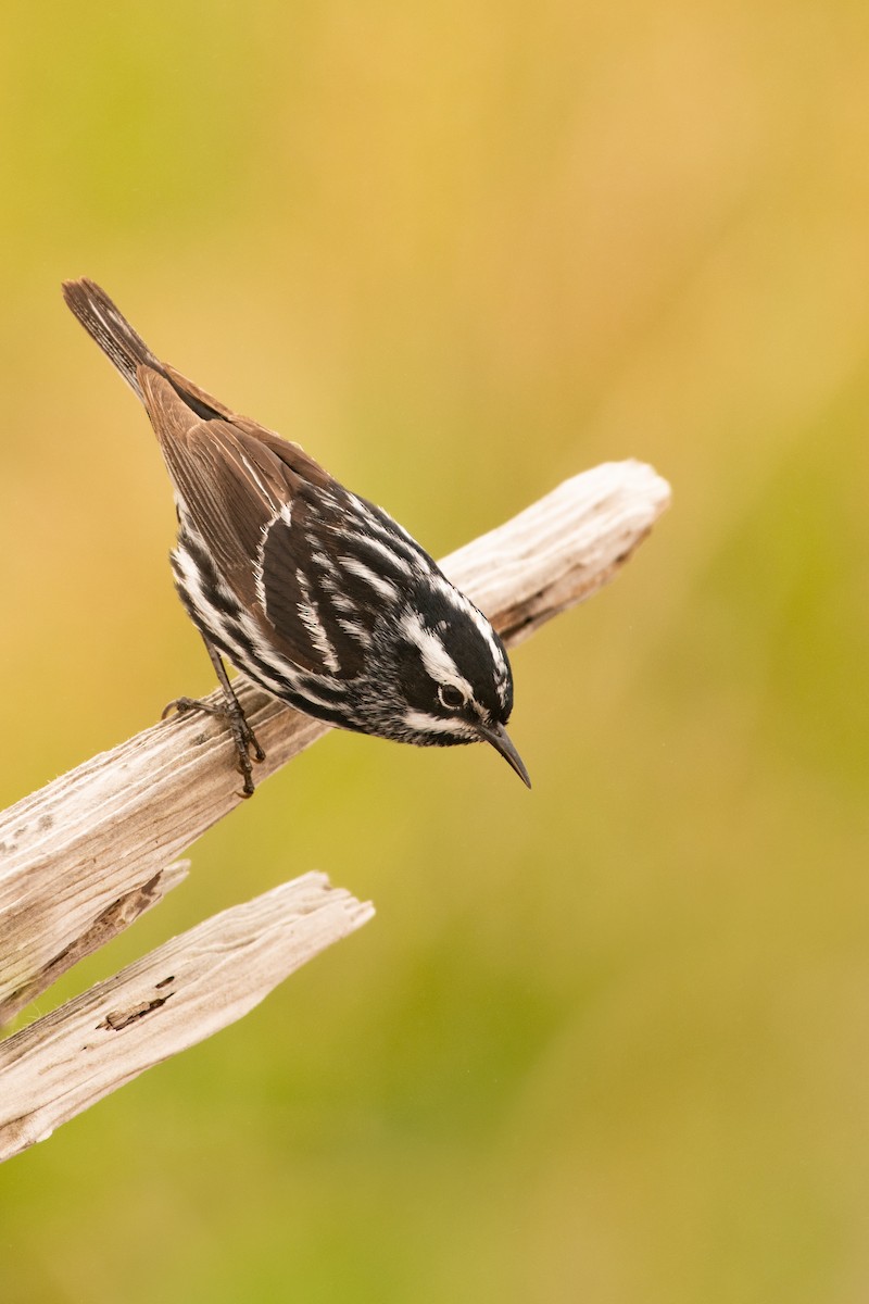 Black-and-white Warbler - Hallie Daly