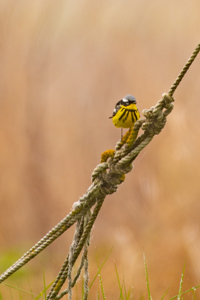 Magnolia Warbler - ML449691891