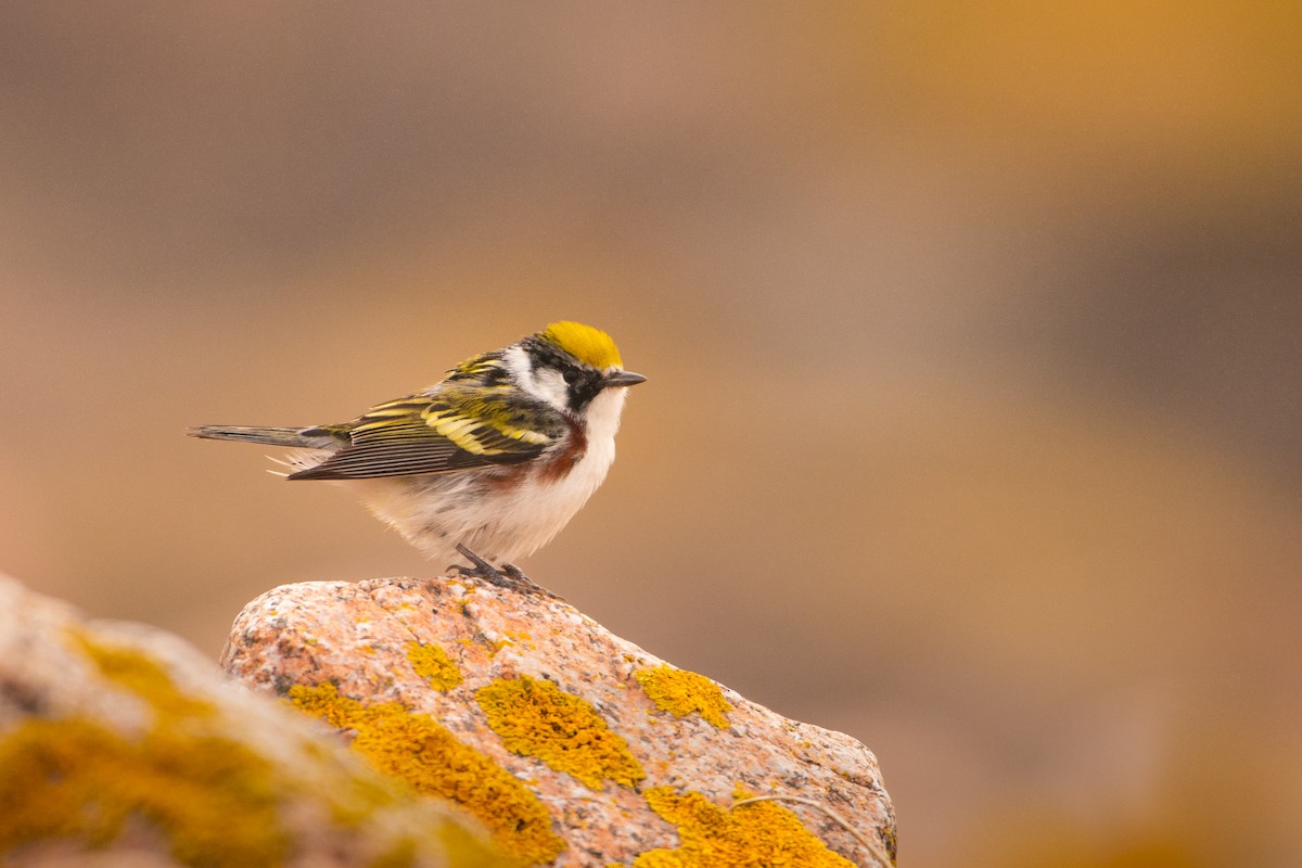 Chestnut-sided Warbler - ML449691981