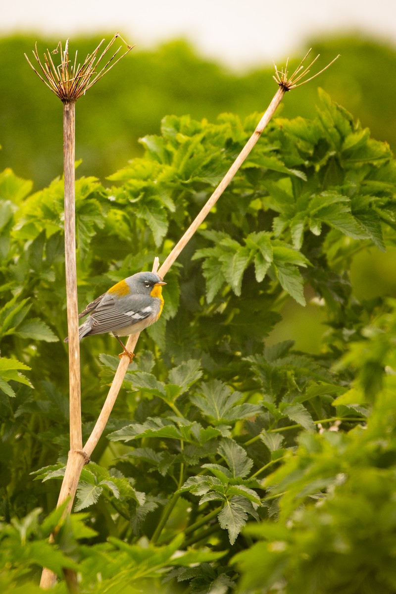 Northern Parula - Hallie Daly