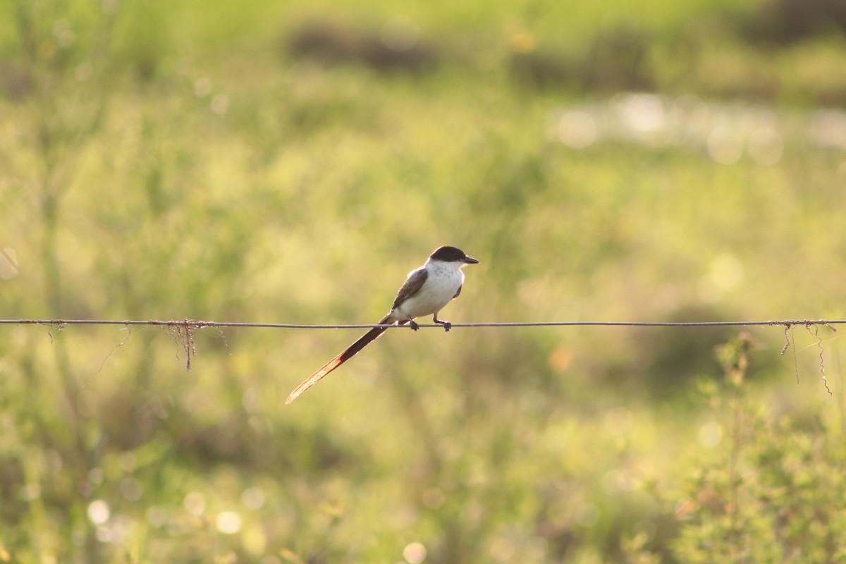 Fork-tailed Flycatcher - ML449692111