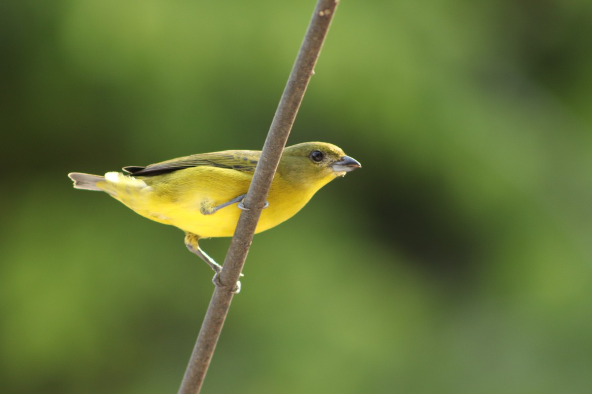 Thick-billed Euphonia - ML449692551