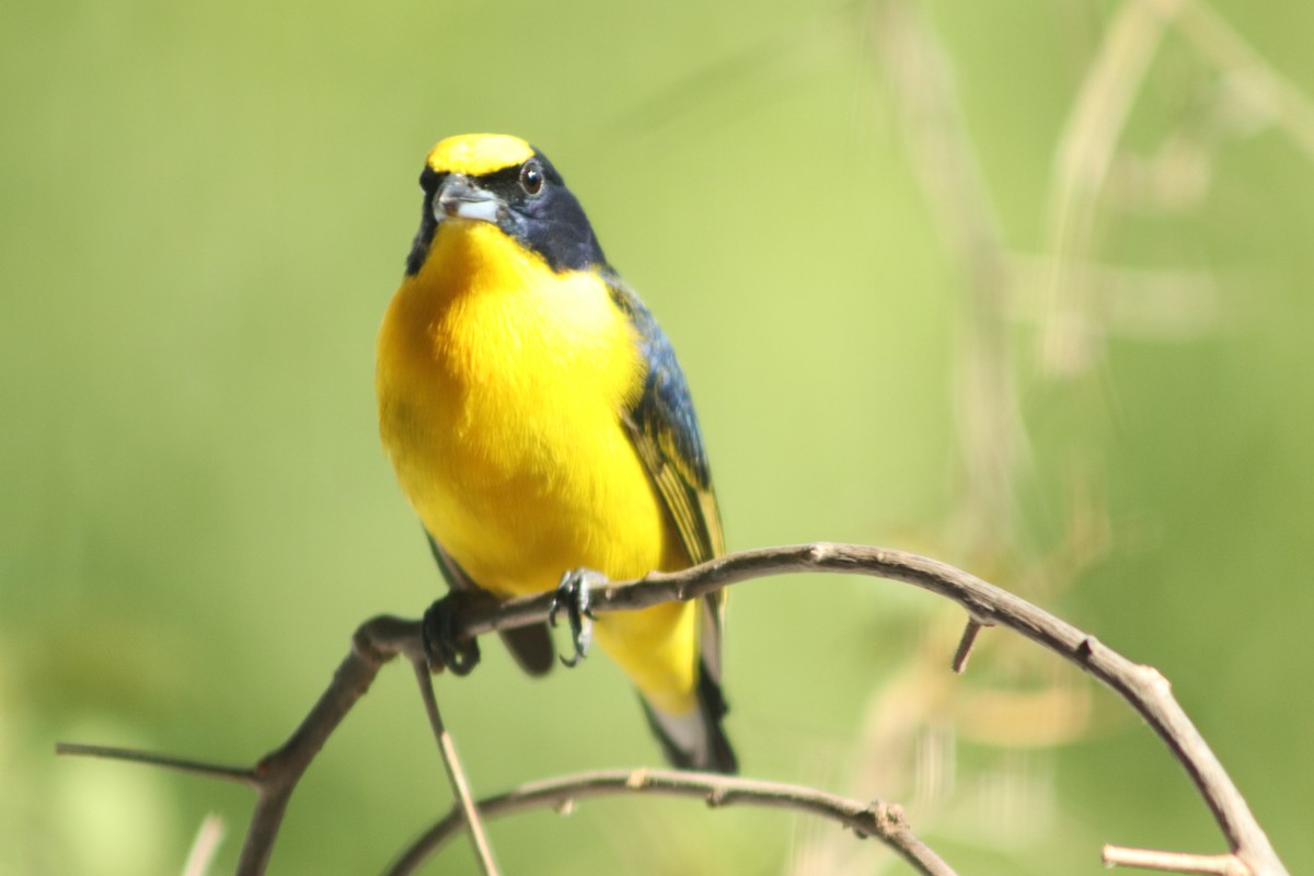 Thick-billed Euphonia - ML449692571