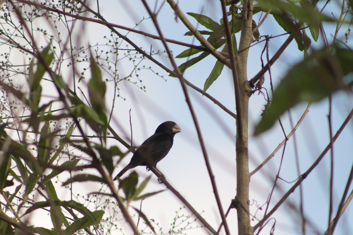 Large-billed Seed-Finch - ML449693151