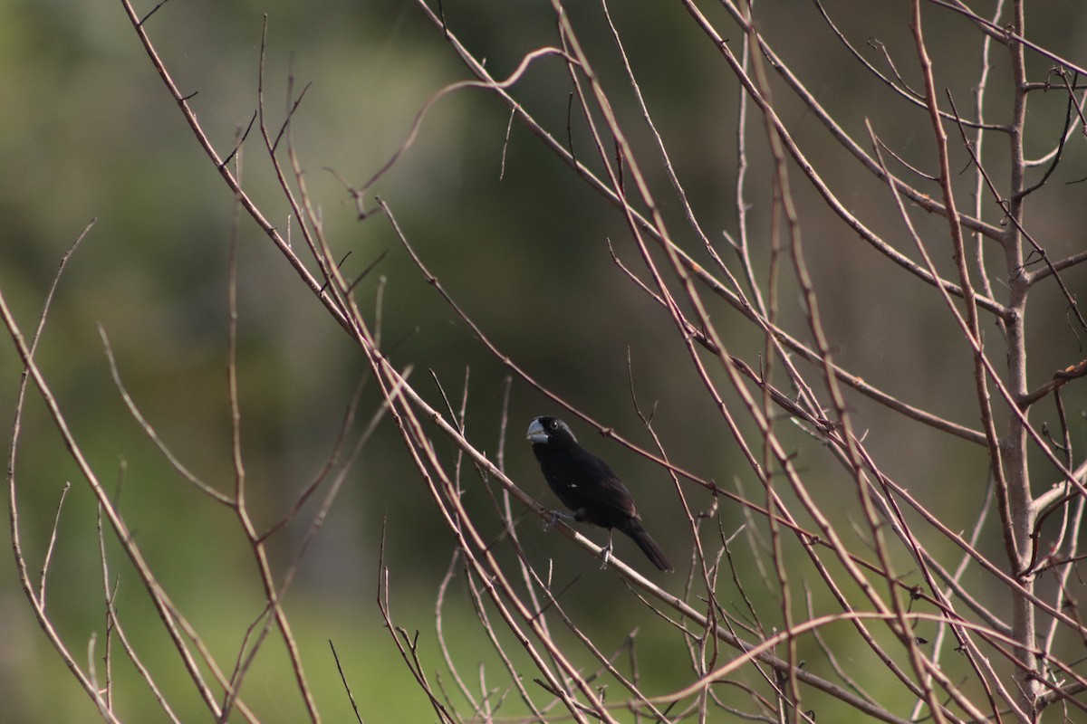 Large-billed Seed-Finch - ML449693161