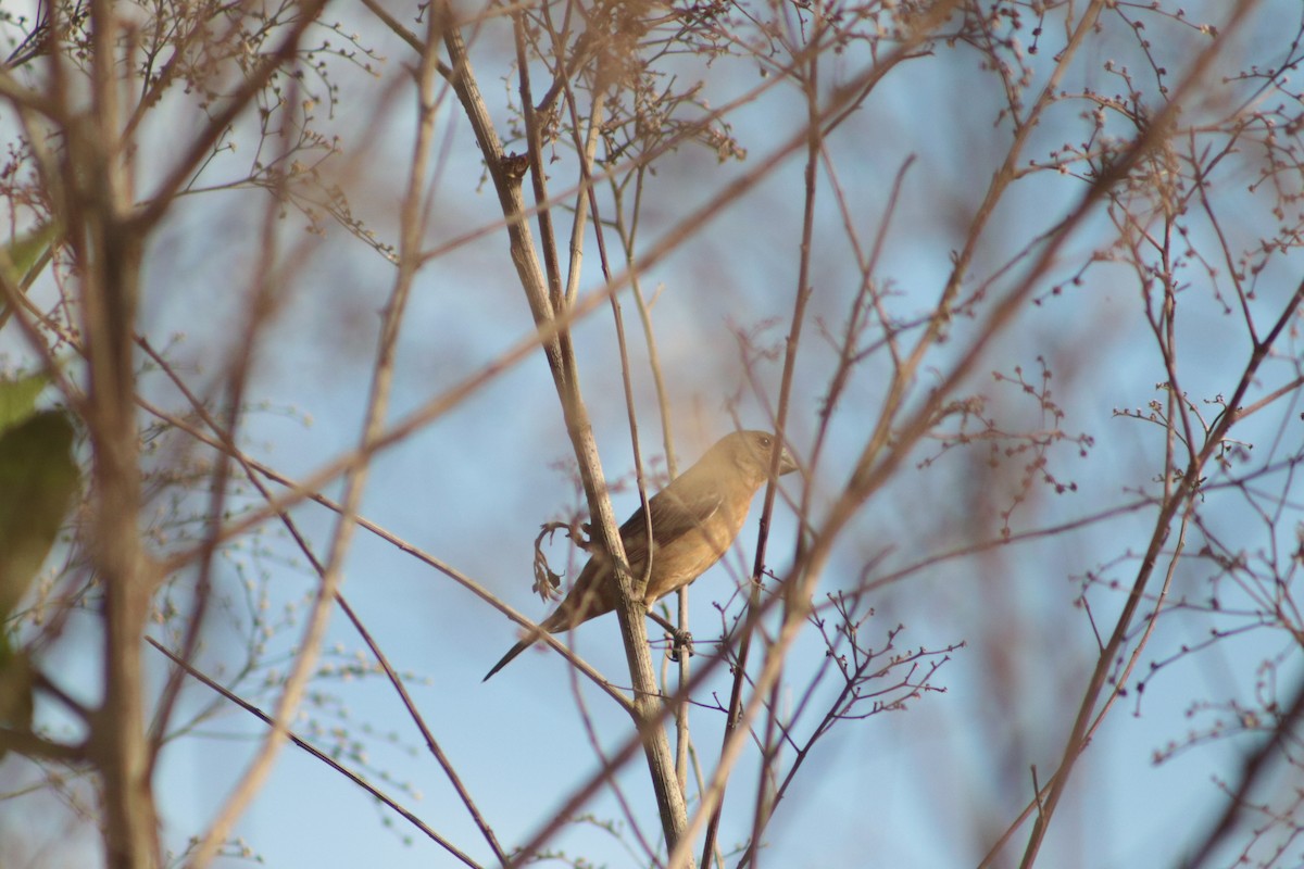 Large-billed Seed-Finch - ML449693181