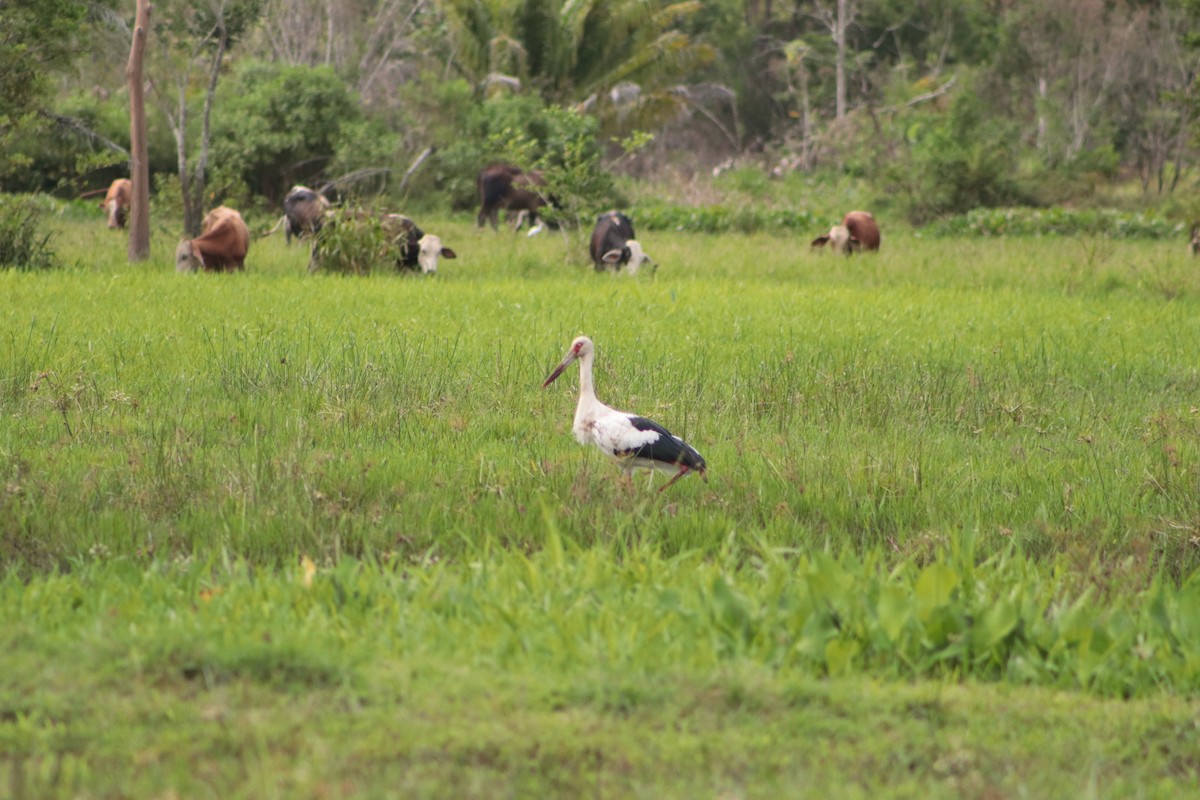 Maguari Stork - ML449693861