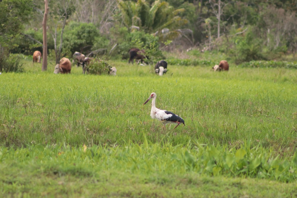 Maguari Stork - ML449693961
