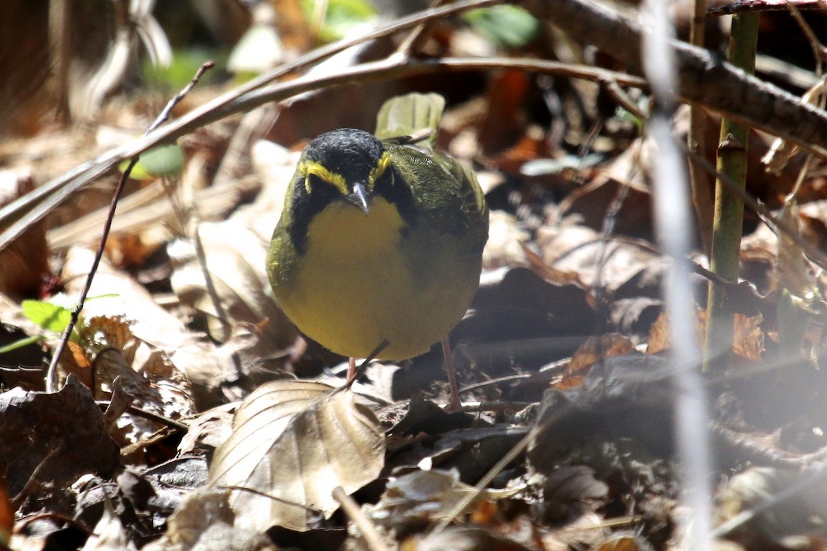 Kentucky Warbler - ML44969401