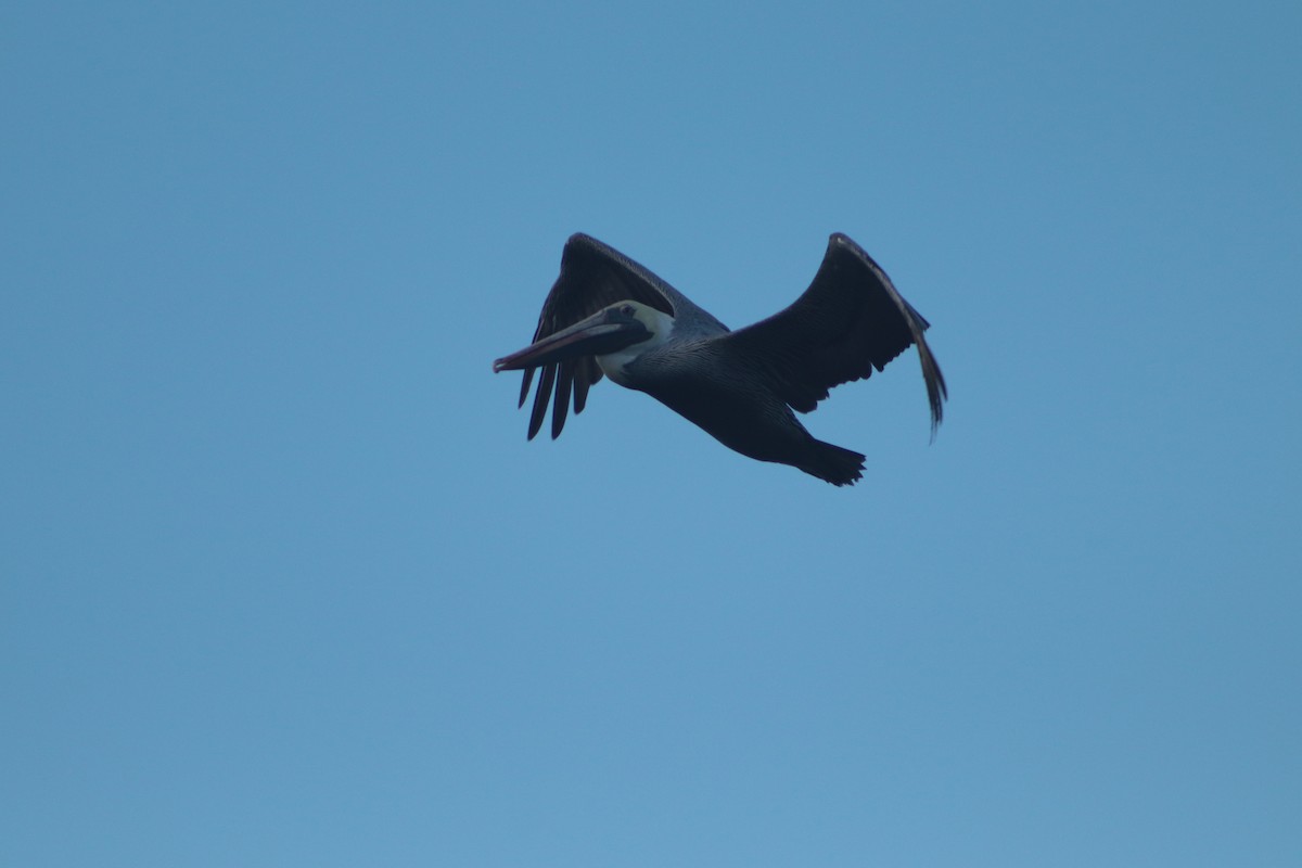 Brown Pelican - ML449694511
