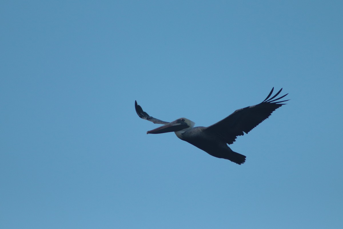 Brown Pelican - ML449694531
