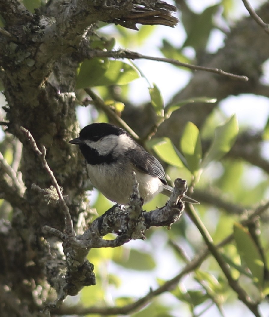 Carolina Chickadee - ML449694561