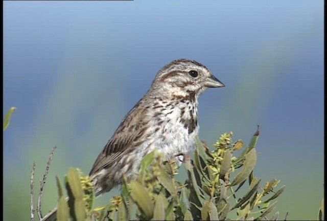 Song Sparrow - ML449695