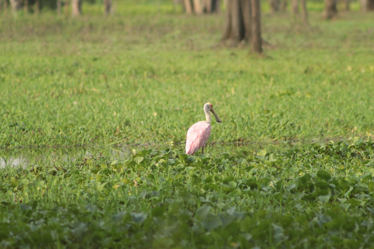 Roseate Spoonbill - ML449695131