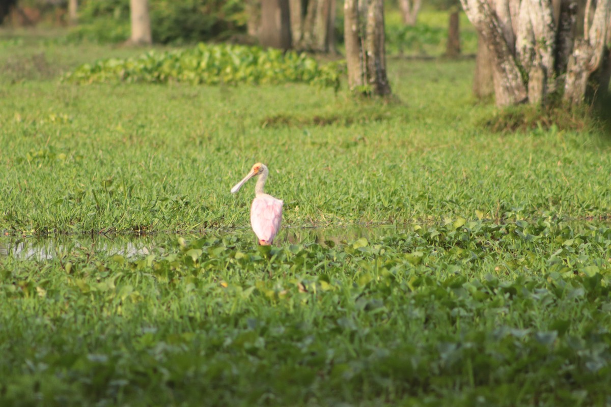 Roseate Spoonbill - ML449695171