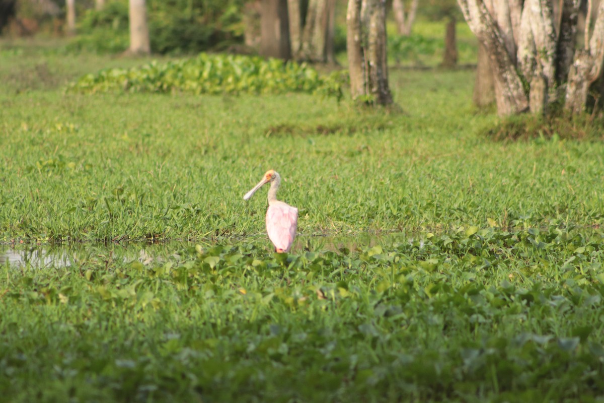 Roseate Spoonbill - ML449695191