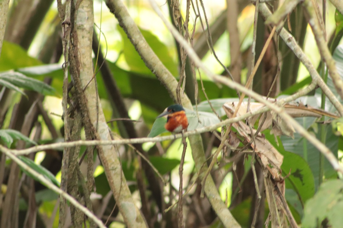 American Pygmy Kingfisher - ML449695511