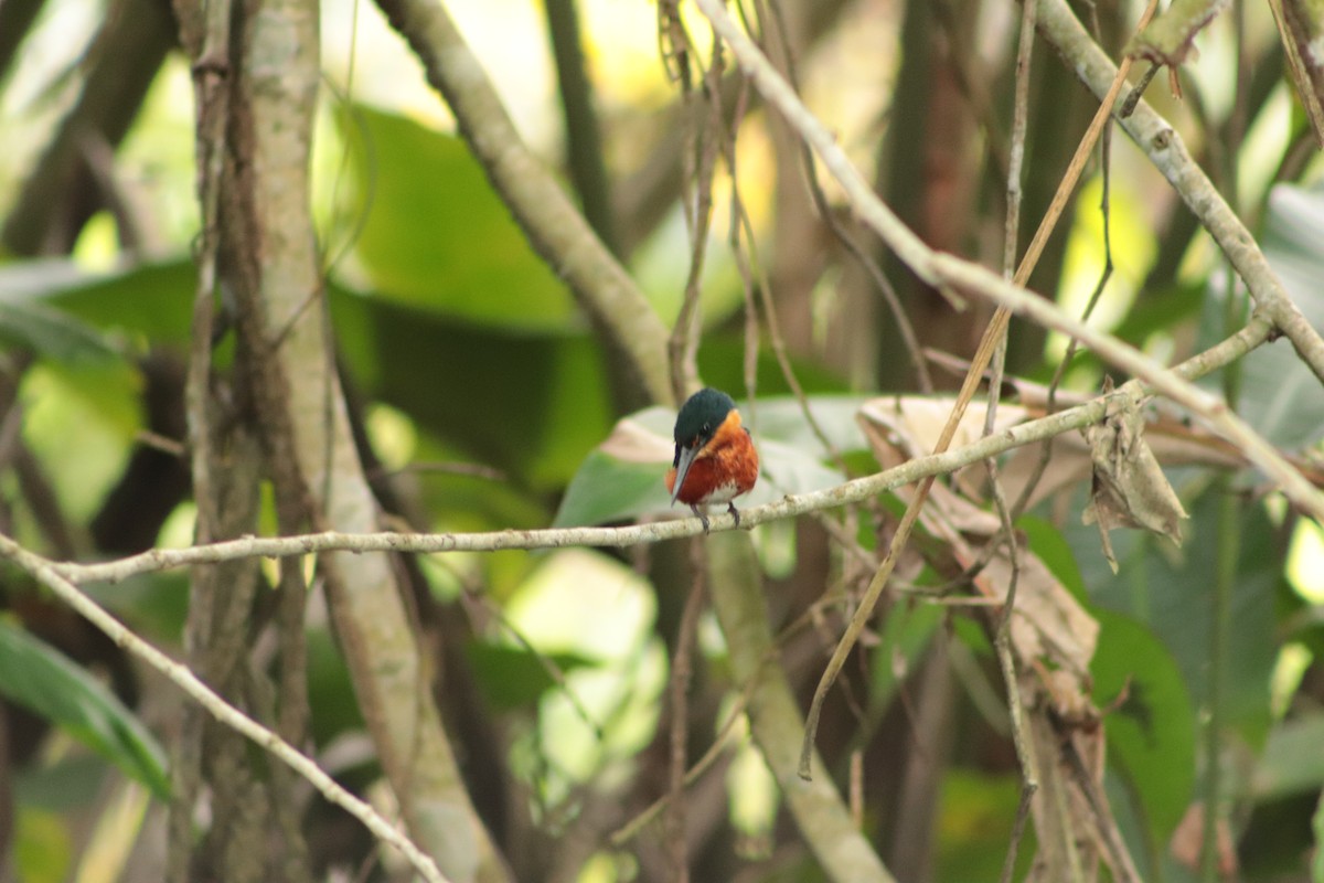 American Pygmy Kingfisher - ML449695551