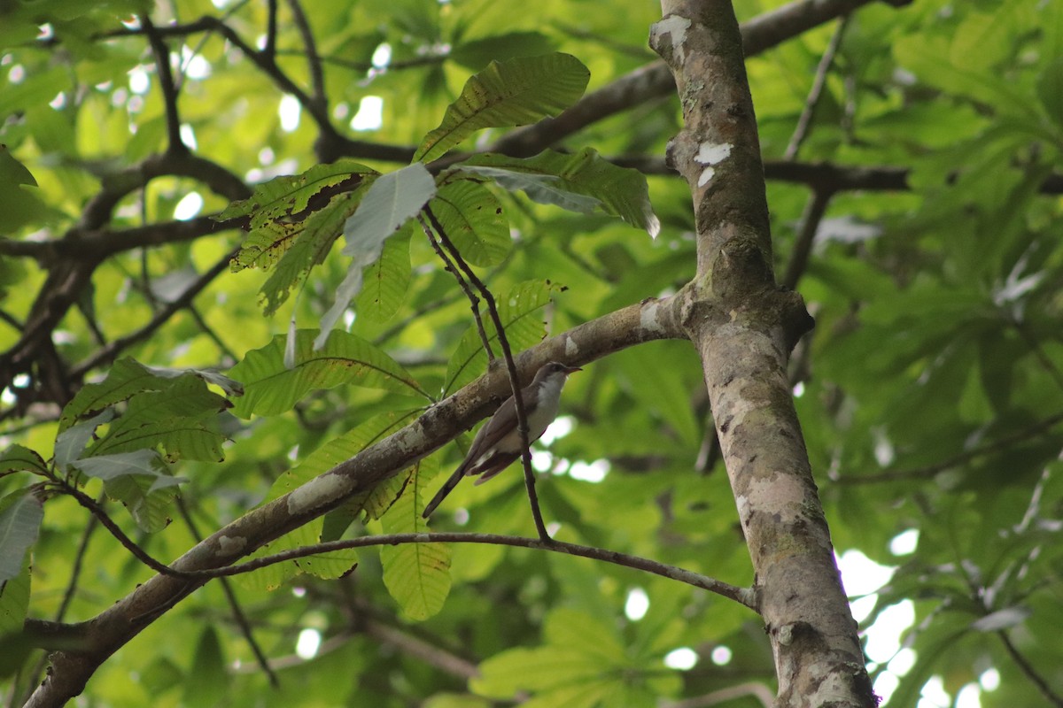 Yellow-billed Cuckoo - ML449696721