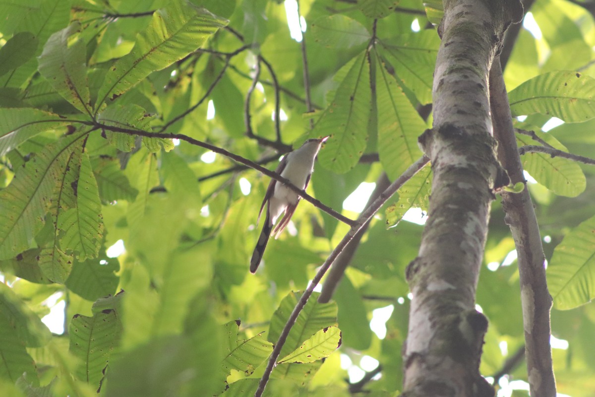 Yellow-billed Cuckoo - ML449696751