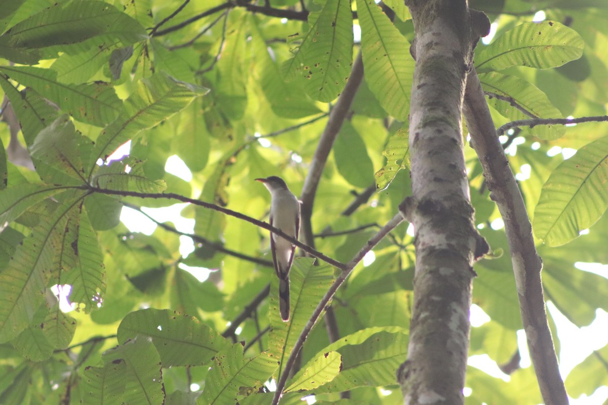 Yellow-billed Cuckoo - ML449696781