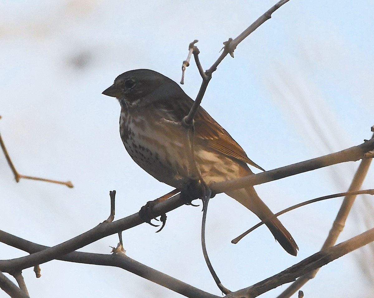 Fox Sparrow (Red) - ML449698051