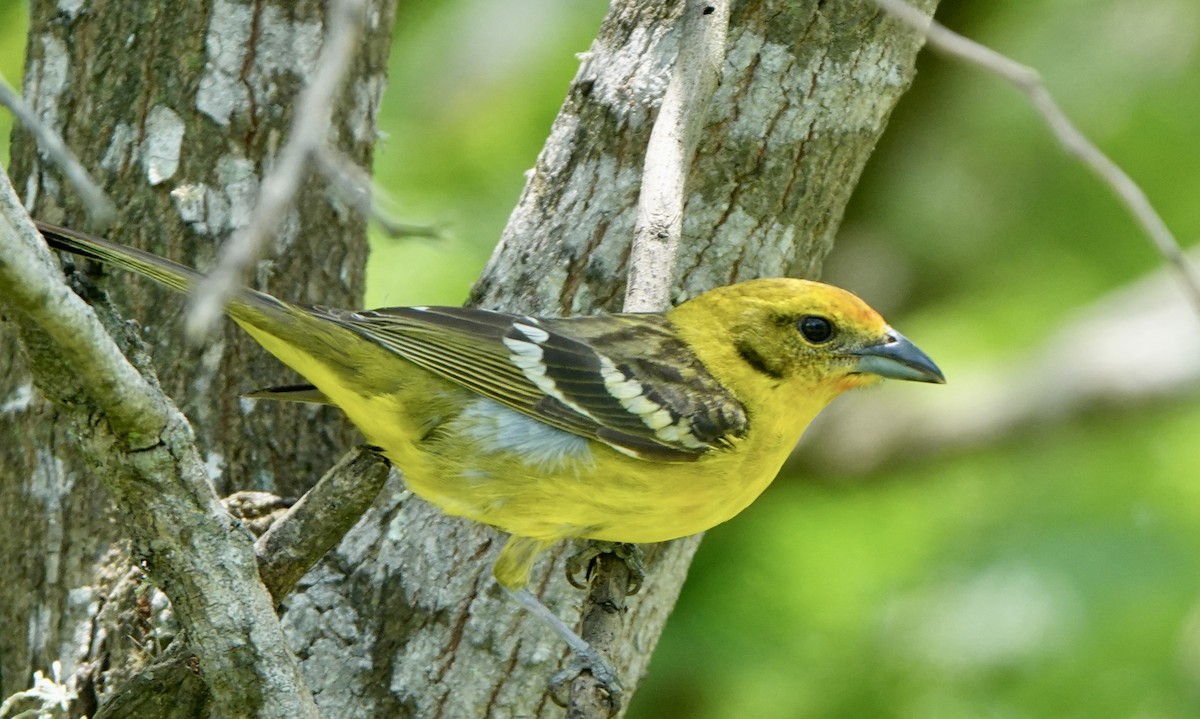 Flame-colored Tanager - Bert Wessling