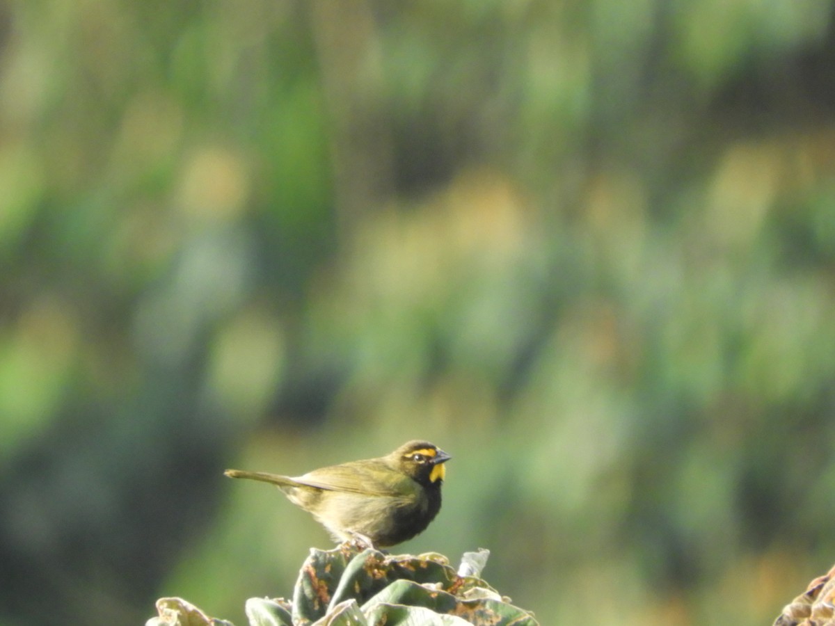 Yellow-faced Grassquit - ML449700541