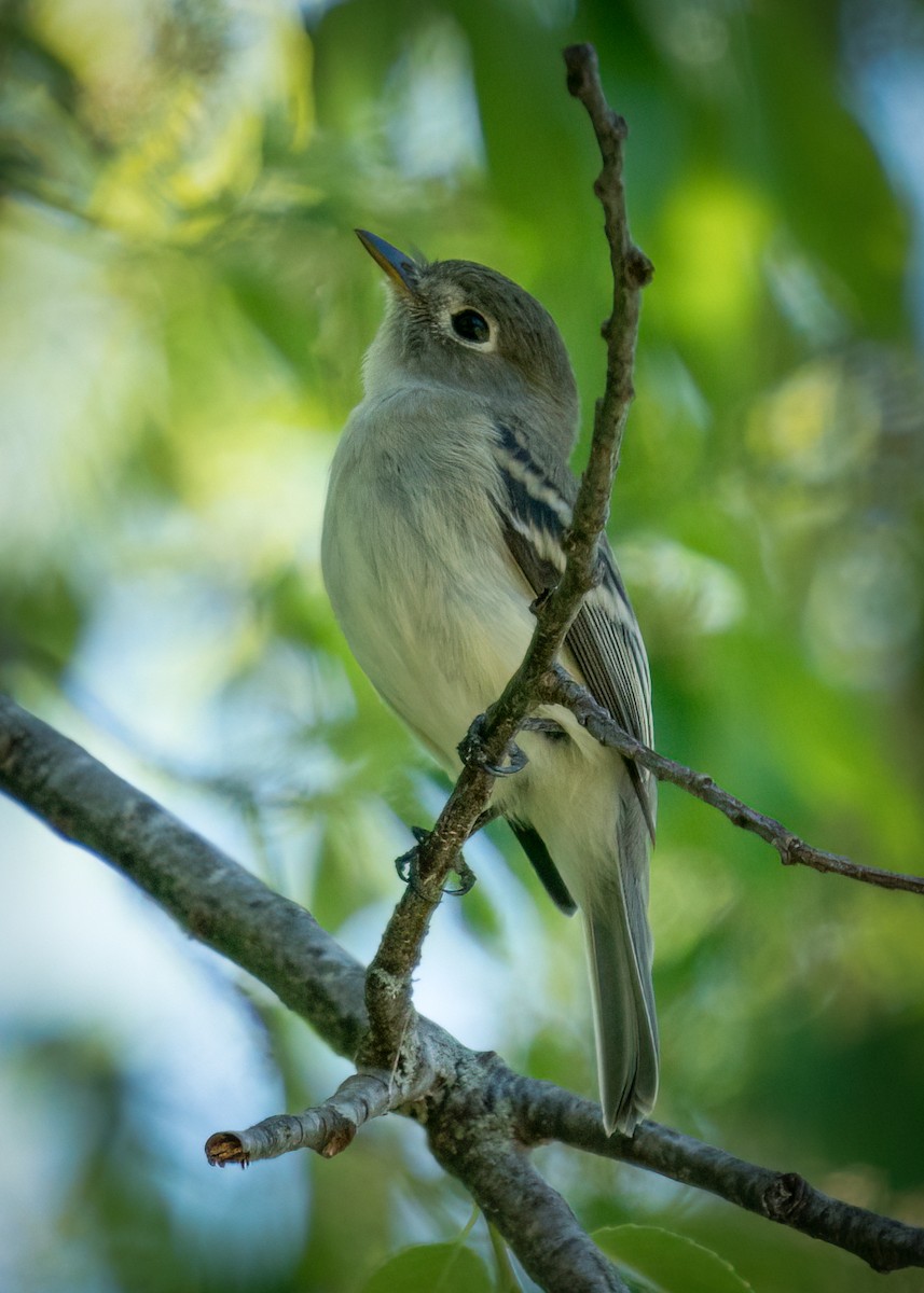 Least Flycatcher - ML449700581